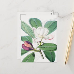 Vattenfärgad botaniskt vit Magnolia & Grönt Löv Vykort