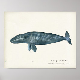 Vattenfärgad Grått Whale Poster