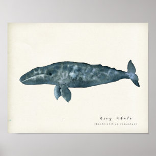 Vattenfärgad Grått Whale Poster