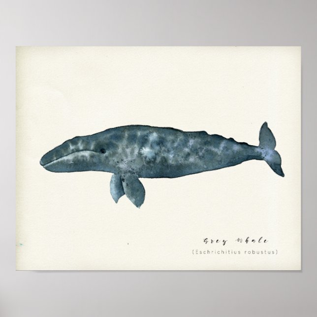 Vattenfärgad Grått Whale Poster (Framsidan)