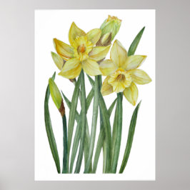 Vattenfärgad Gult Daffodils Botaniska illustration Poster