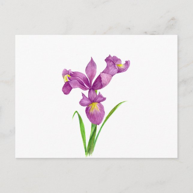 Vattenfärgad Lila Iris botaniska Blommigt Art Vykort (Framsida)