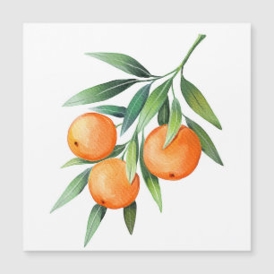 Vattenfärgad Orange Frukt: Grenar isolerad.