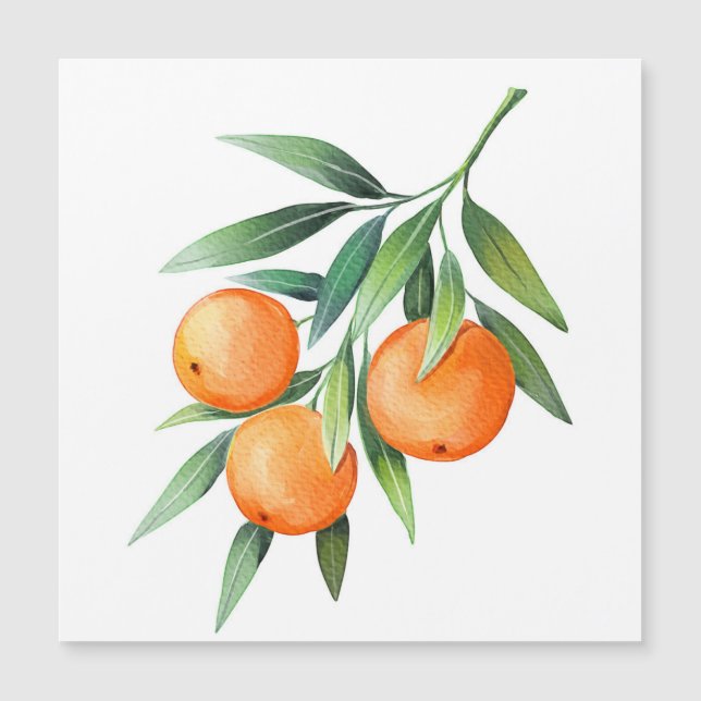 Vattenfärgad Orange Frukt: Grenar isolerad. (Framsida)