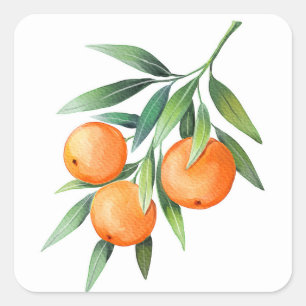 Vattenfärgad Orange Frukt: Grenar isolerad. Fyrkantigt Klistermärke