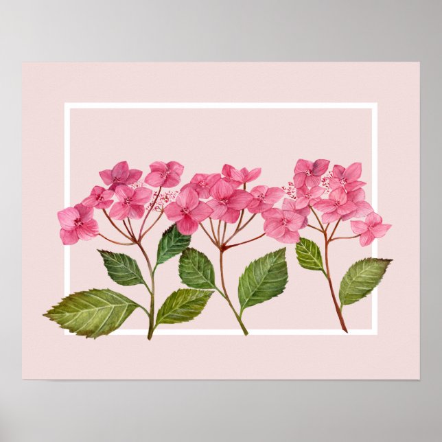 Vattenfärgad Rosa Hydrangea Lacecaps Illustration Poster (Framsidan)