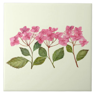 Vattenfärgad Rosa Hydrangea Lacecaps Mönster Kakelplatta