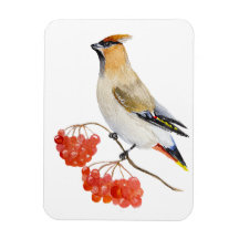 Vattenfärgad skogsfågel som vaxar