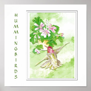 VattenfärgAnnas Hummingbird - fågeltryck Poster