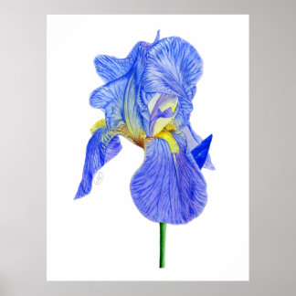 Vattenfärgat blått isris Flower vycard Poster