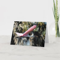Vattenfärgen för Roseate Spoonbill tvättar
