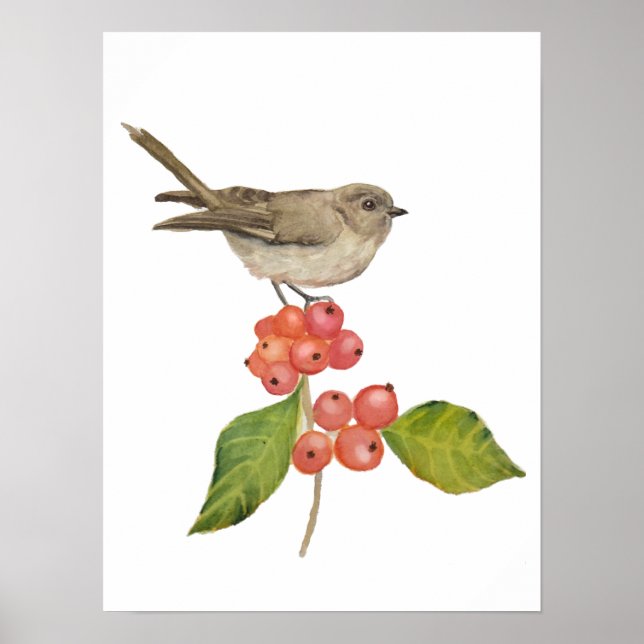 Vattenfärgfåglar "Sylvia curruca" Poster (Framsidan)