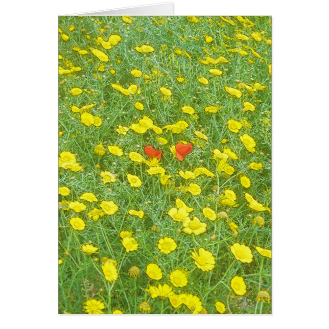 Vattenfärgpoppor Hälsningskort (Framsidan)