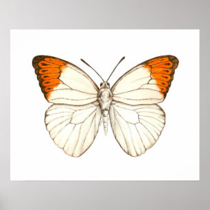 Vattenfärgsfjäril, underbar orange poster