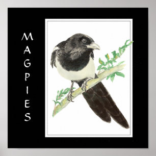 VattenfärgsMagpie i fågel, Djursamling Poster