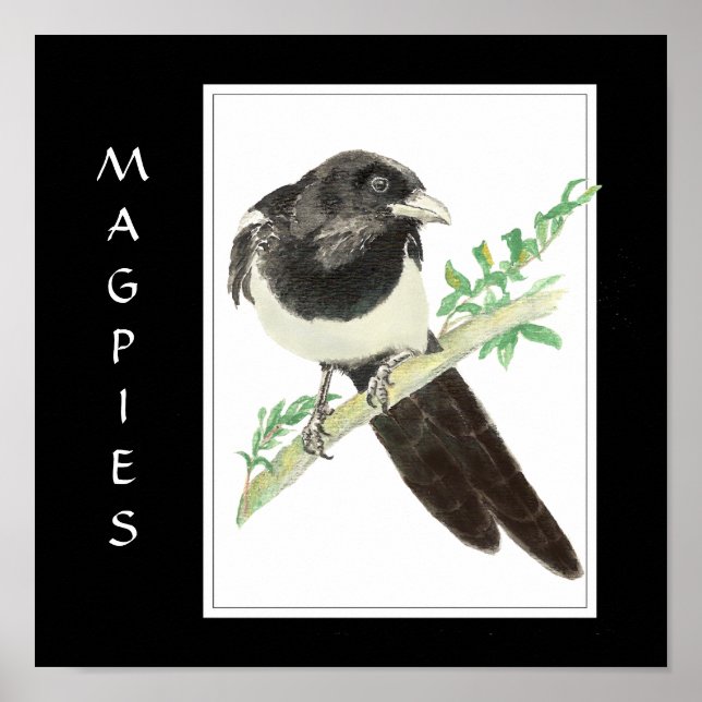 VattenfärgsMagpie i fågel, Djursamling Poster (Framsidan)