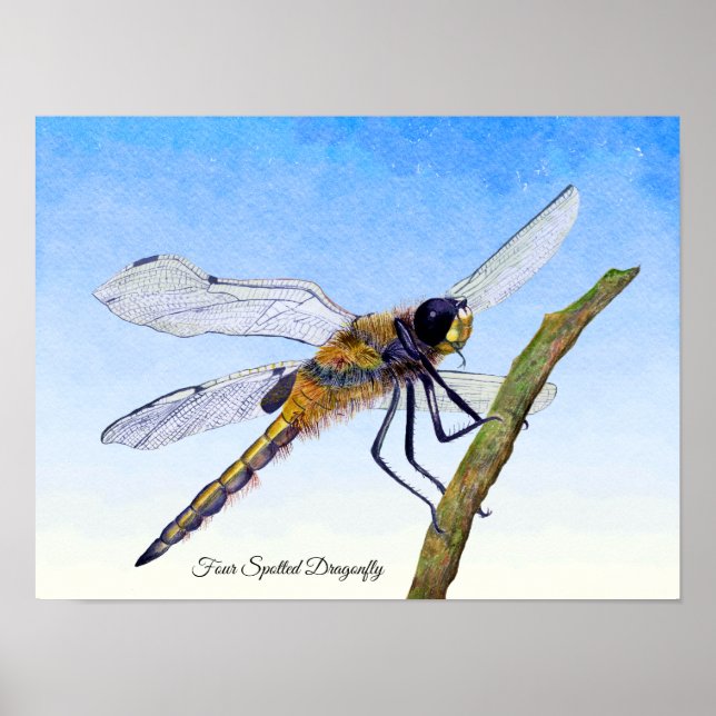 VattenfärgsPoster med fyrkanta chaser Dragonfly-va Poster (Framsidan)