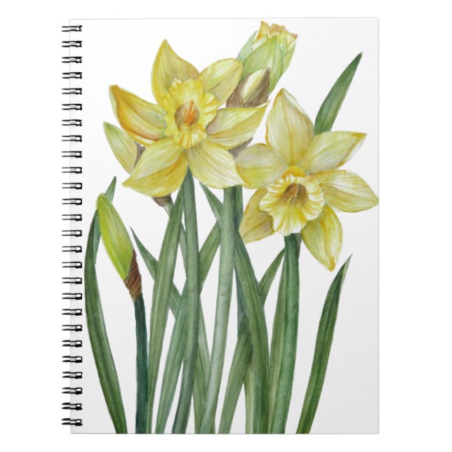 Vattenfärgsskikt Daffodils Flower Porträtt Illustr Anteckningsbok Med Spiral (Framsidan)