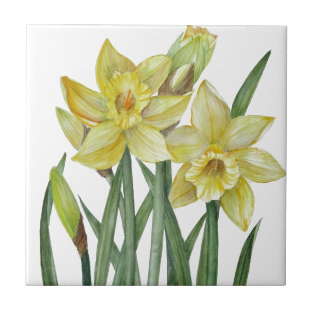 Vattenfärgsskikt Daffodils Flower Porträtt Illustr Kakelplatta (Framsidan)