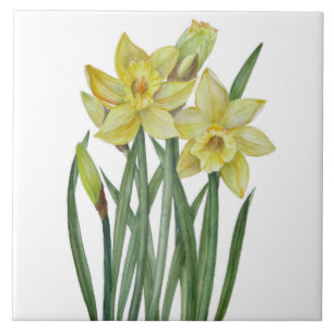 Vattenfärgsskikt Daffodils Flower Porträtt Illustr Kakelplatta