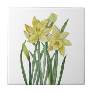 Vattenfärgsskikt Daffodils Flower Porträtt Illustr Kakelplatta