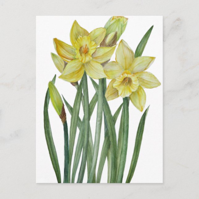Vattenfärgsskikt Daffodils Flower Porträtt Illustr Vykort (Framsida)
