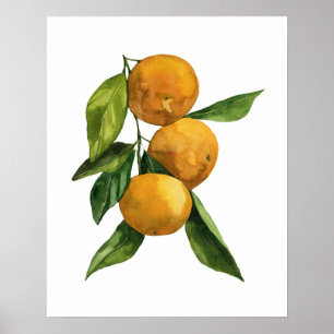 Vattenfärgstangeriner Organic Tangerines Poster