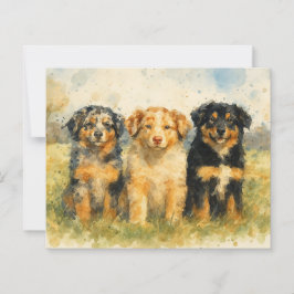 Vattenfärgstrio i Australian shepherd i Fält