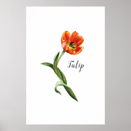 VattenfärgsTulip-Blommigt Poster
