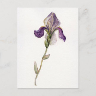 Vattenfärgsviolett Iris Vykort