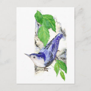 Vattenfärgsvit bröstad nuthatch - Bird Vykort