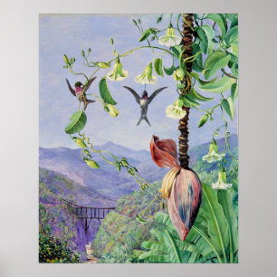 Vattenfoten i Morro Velho Poster