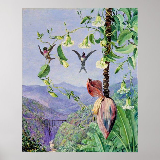 Vattenfoten i Morro Velho Poster (Framsidan)