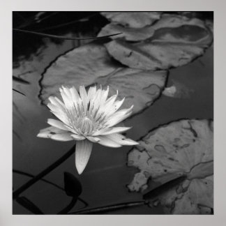 Vattenfritt i blomning poster