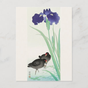 Vattenhöns och Iris Målning av Ohara Koson Vykort