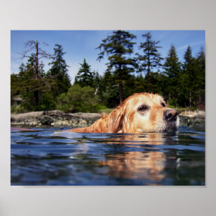 Vattenhund - Fina konsttryck Poster