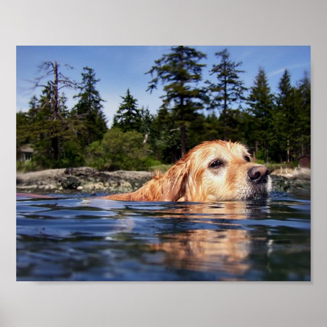 Vattenhund - Fina konsttryck Poster (Framsidan)