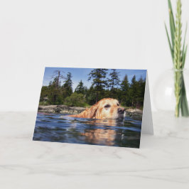 Vattenhund - kort