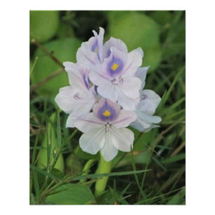 Vattenhyacint i blom - Tropisk akvatisk blomma Fototryck