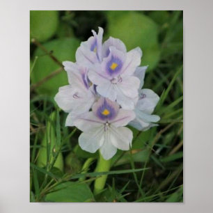 Vattenhyacint i blom - Tropisk akvatisk blomma Poster