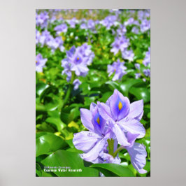 Vattenhyacintaffisch Poster