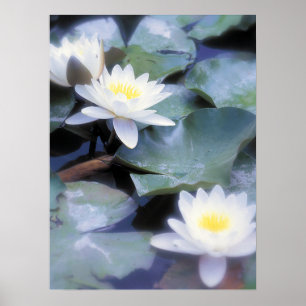 Vattenlilies poster