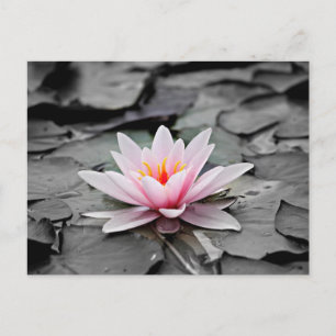 Vattenlilja Akvatisk Växt  Vykort