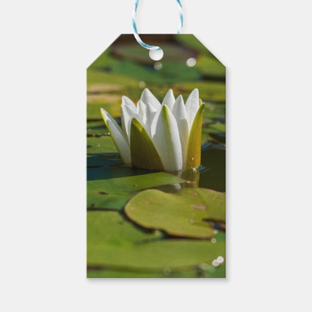 Vattenlilja Blommar Presentetikett (Framsidan)