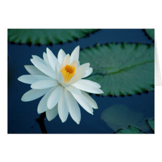 VattenLilly kort