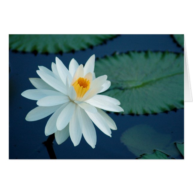 VattenLilly kort (Framsidan Horizontal)