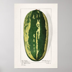 Vattenmelon (Citrullus Lanatus) - Färgning av fruk Poster