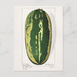 Vattenmelon (Citrullus Lanatus) - Färgning av fruk Vykort