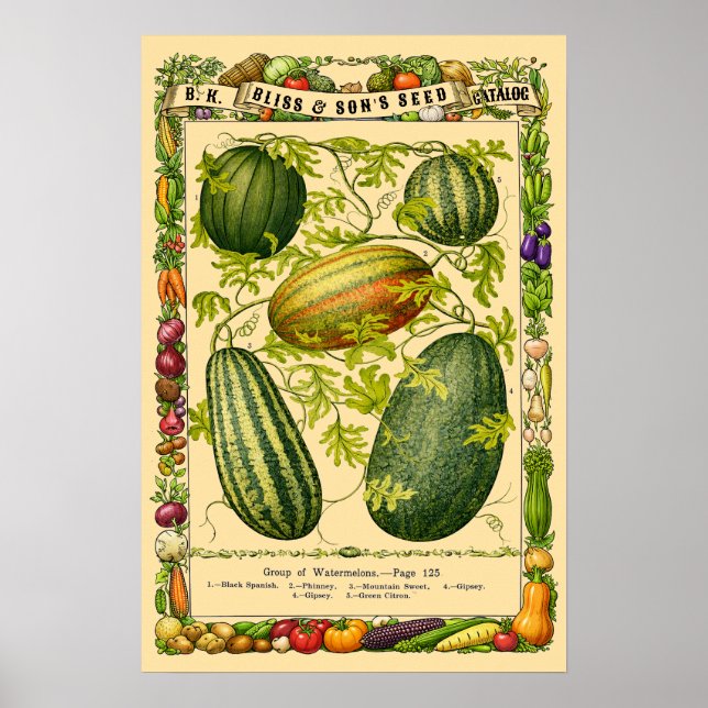 Vattenmelon Retro Viktoriansk Era Botanisk Konst Poster (Framsidan)