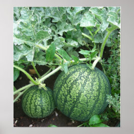 Vattenmelonanläggning med små meloner i Garden Poster